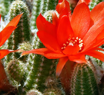 小針刀與火針療法