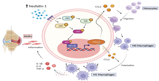 Nesfatin-1 Stimulates CCL2-dependent Monocyte Migration And M1 Macrophage Polarization: Implications For Rheumatoid Arthritis Therapy