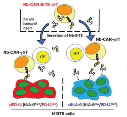  BiTE-Secreting CAR-γδT as a Dual Targeting Strategy for the Treatment of Solid Tumors